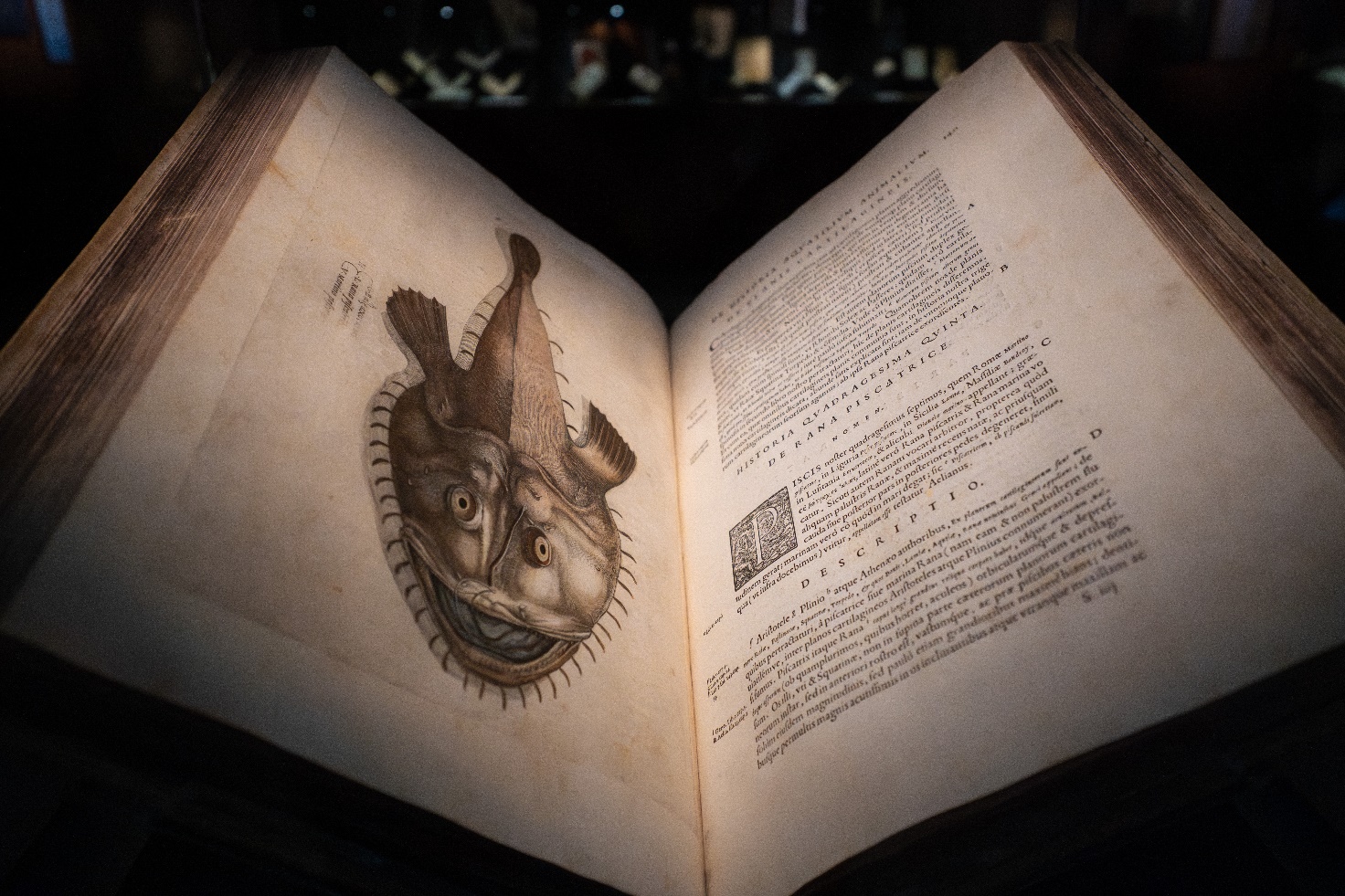 JR Brings a Flood to the Vatican Library: The AQVA Exhibition Between Art and Nature