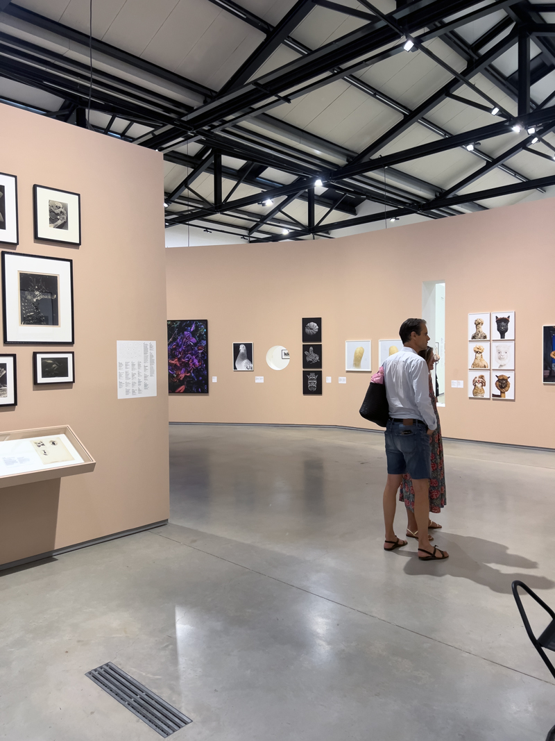 Modèle animal: 200 anni di storia della fotografia in mostra ad Arles 2026