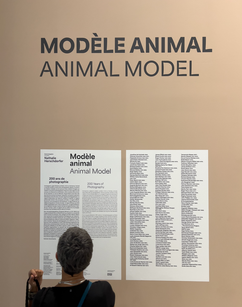 Modèle animal: 200 anni di storia della fotografia in mostra ad Arles 2026